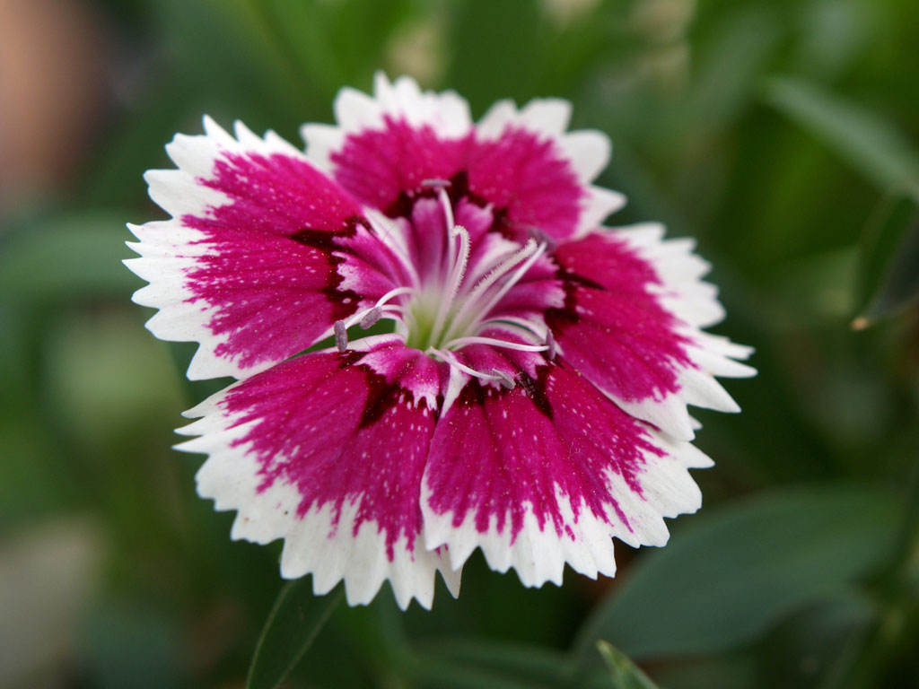 Common flowers to plant