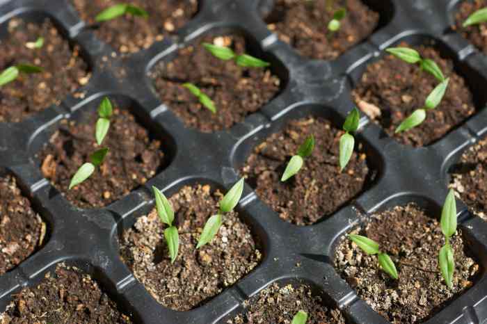 How deep should i plant pepper seeds