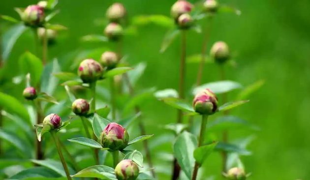 How Deep Do You Plant Peony Seeds?