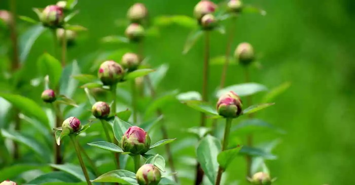 Peony peonies support supports planting drooping