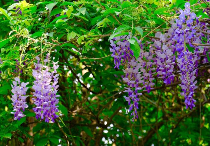 How deep do you plant wisteria seeds