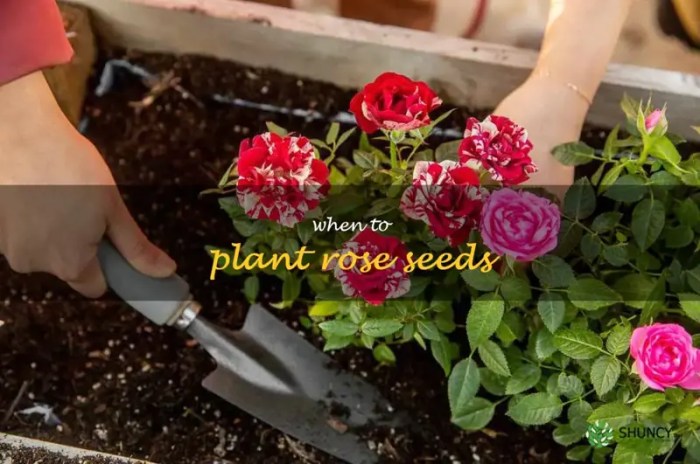 How deep do you plant rose seeds