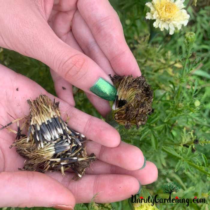 How deep plant marigold seeds