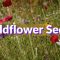 How Deep Should Wildflower Seeds Be Planted?