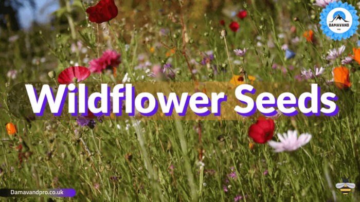 How deep should wildflower seeds be planted