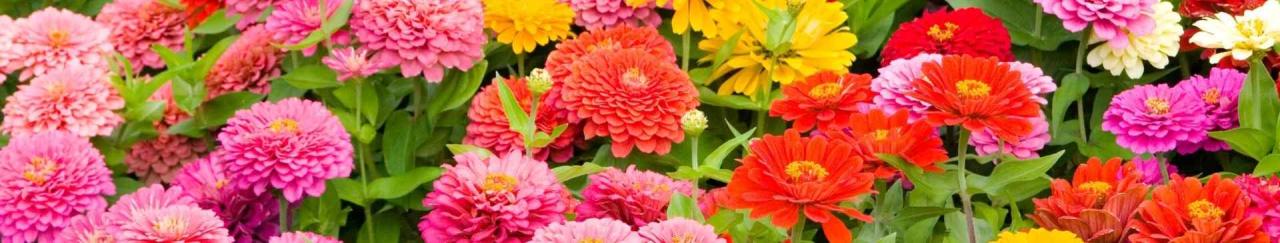 How deep should i plant zinnia seeds