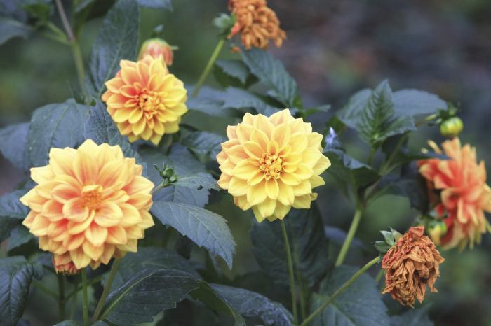 How deep do you plant dahlia seeds