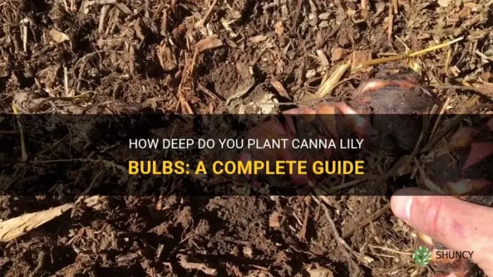 How deep do you plant canna seeds