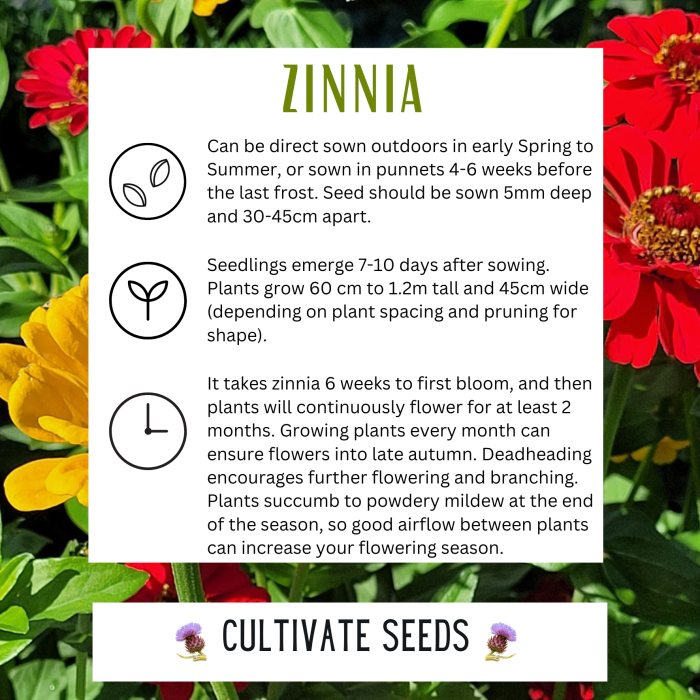 How close to plant zinnia seeds