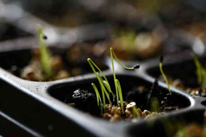 How deep do you plant chive seeds