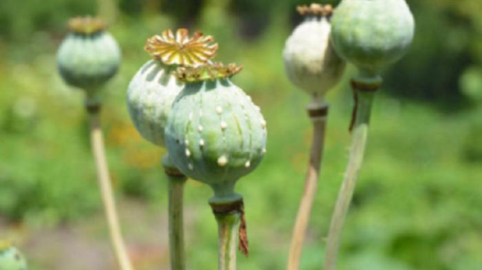 How deep should you plant poppy seeds