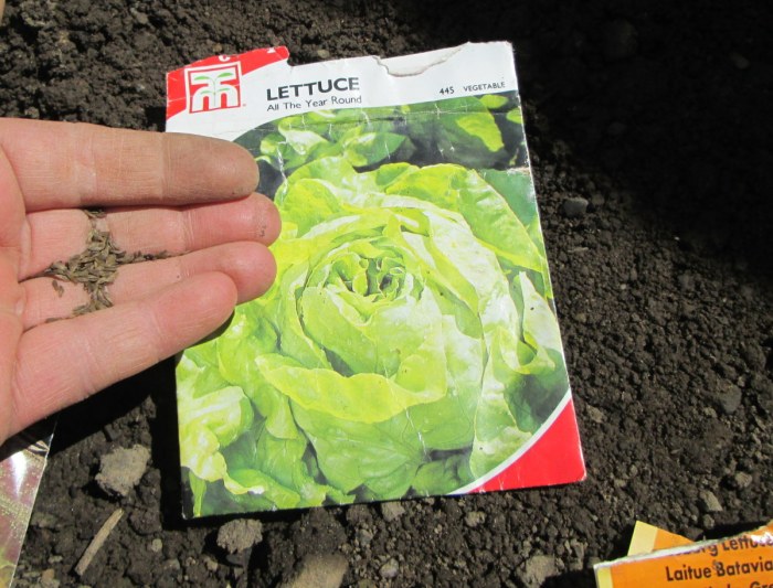 Lettuce grow plant garden plants guide vegetable planting lettuces thegardengranny