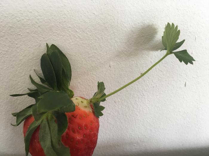 How deep should i plant strawberry seeds