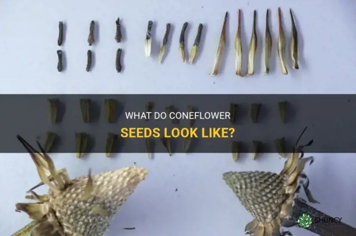 How deep do you plant coneflower seeds