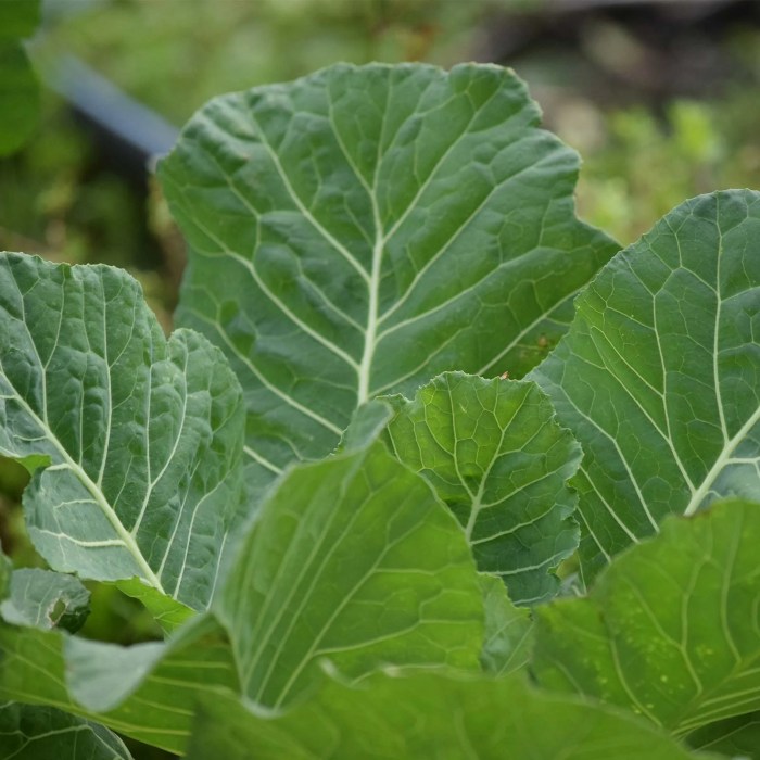 How deep do you plant collard green seeds