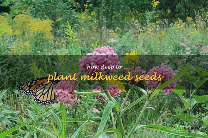 How deep do you plant milkweed seeds