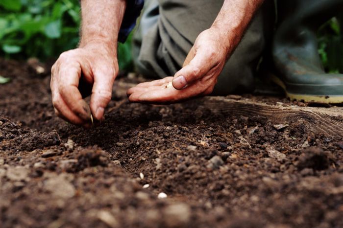 How deep should you plant okra seeds