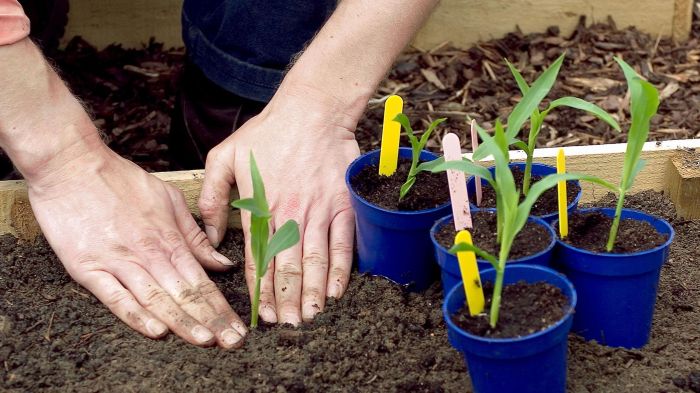 How deep should you plant corn seeds