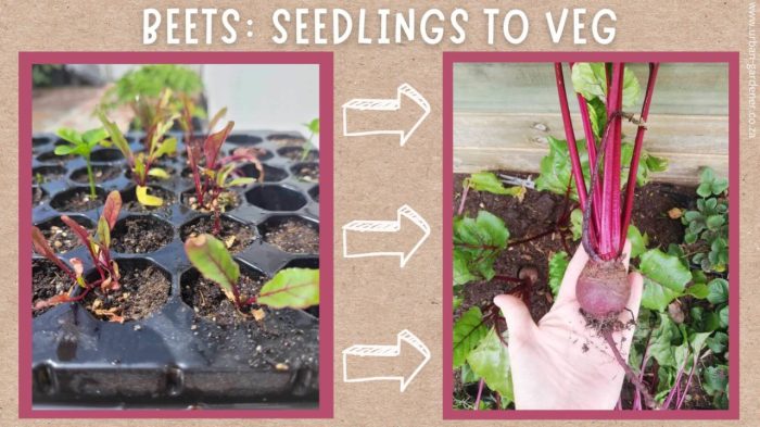 How deep do i plant beet seeds