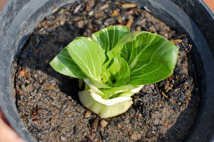 How deep to plant bok choy seeds