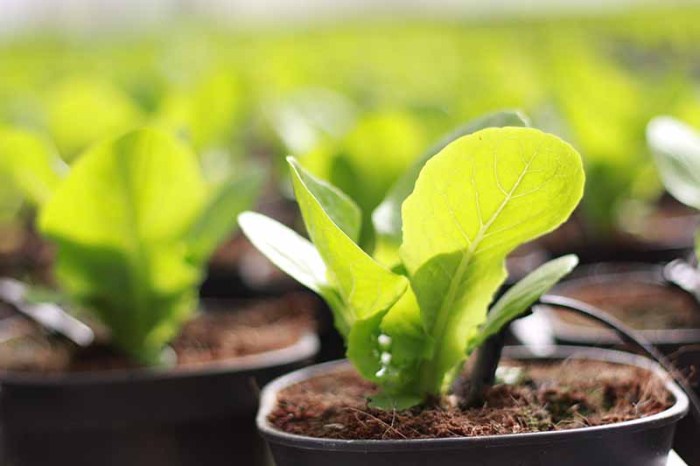 How deep to plant bok choy seeds