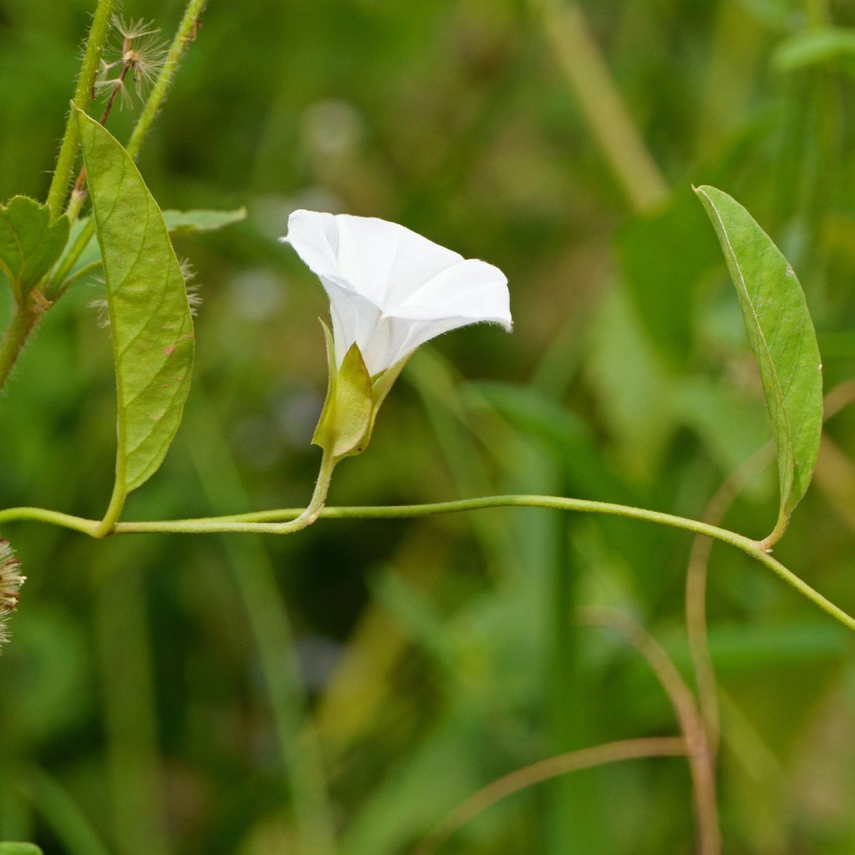 How deep do you plant moonflower seeds