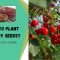 How and When to Plant Cherry Seeds