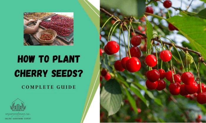 How and when to plant cherry seeds