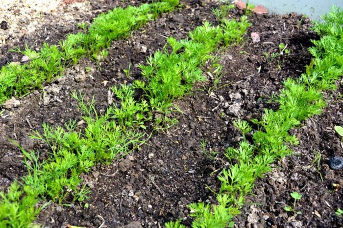 How deep plant carrot seeds