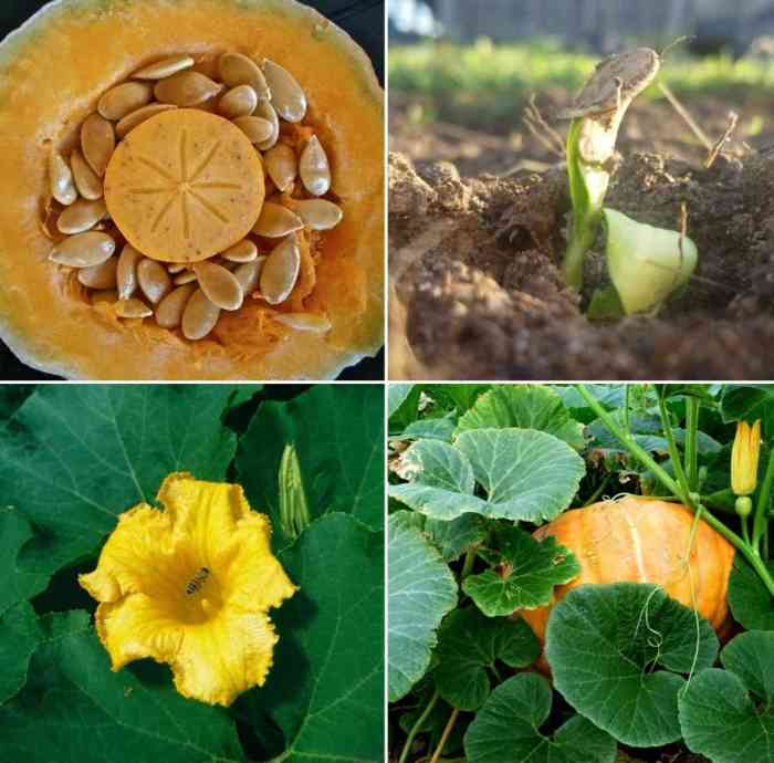 Pumpkins grow seed pumpkin thehouseandhomestead house saved