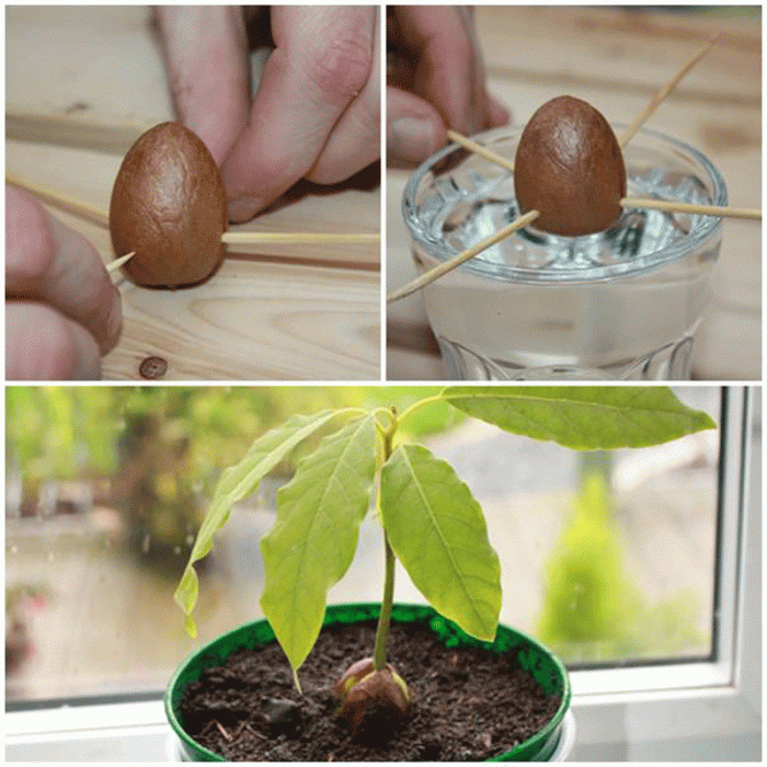 How deep do you plant avocado seeds