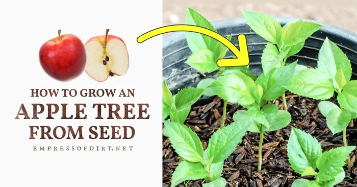 How deep plant apple seeds