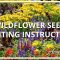 How Best to Plant Wildflower Seeds