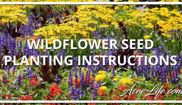 How Best to Plant Wildflower Seeds