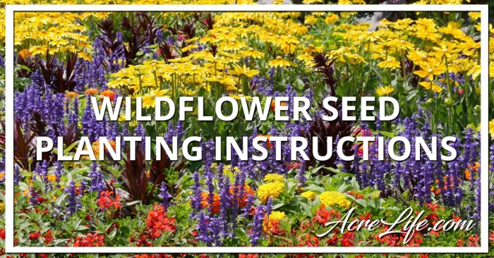 How best to plant wildflower seeds