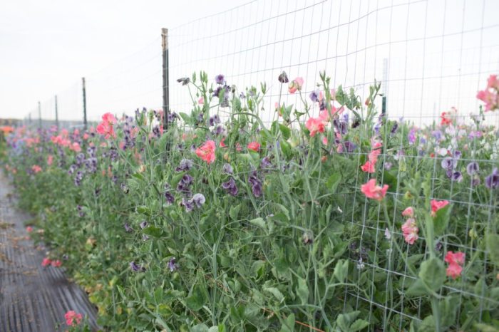 Peas pots pea flowers aprettylifeinthesuburbs