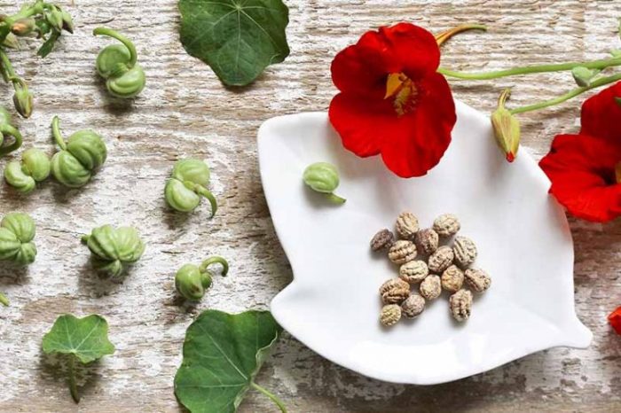 How deep do you plant nasturtium seeds