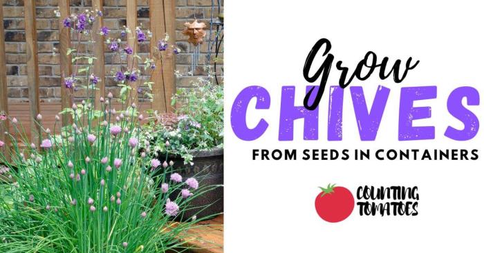 How deep do you plant chive seeds