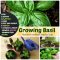 How Deep Plant Basil Seeds A Gardeners Guide