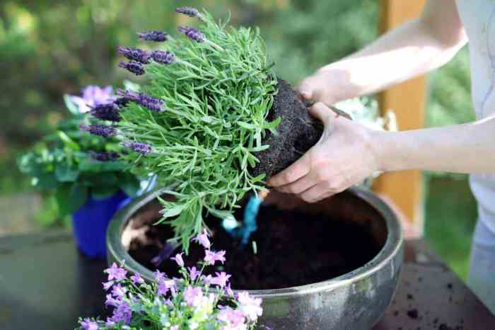 How and when to plant lavender seeds