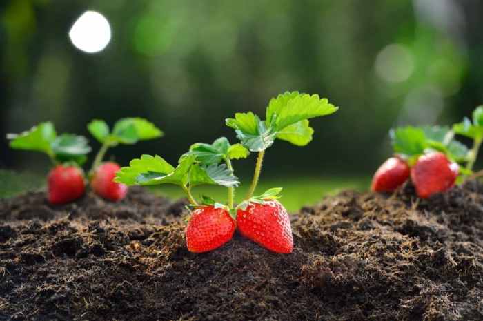 How deep should strawberry seeds be planted