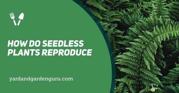 How can plants reproduce without seeds