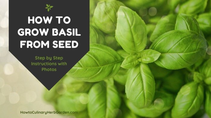 How deep plant basil seeds