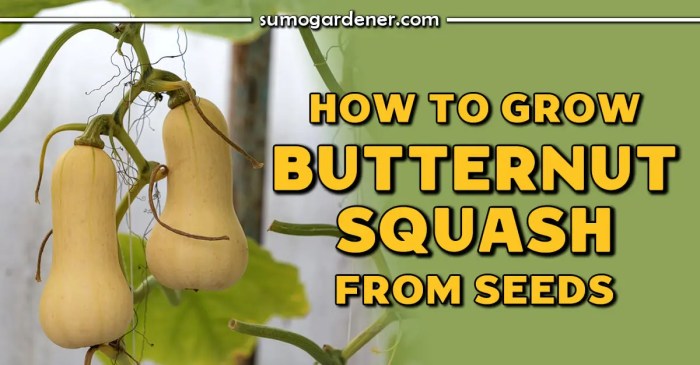 How deep do you plant butternut squash seeds