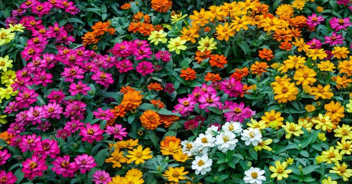 How close to plant zinnia seeds