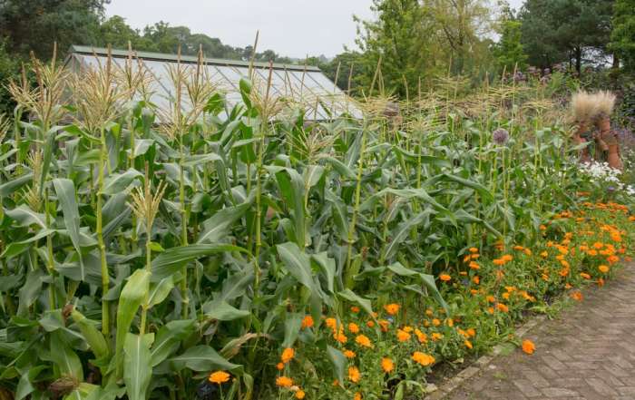 How deep should you plant corn seeds