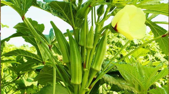 How close to plant okra seeds