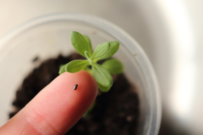 How deep do you plant lavender seeds