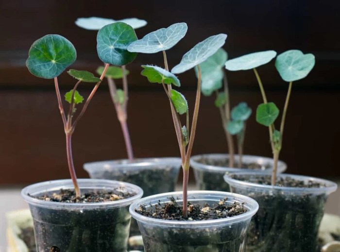 How deep should nasturtium seeds be planted