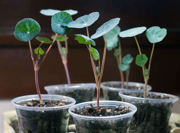 How deep do i plant nasturtium seeds